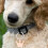 12St Duurzame Metalen Blanks Hond Tags Rose Huisdier Id 10