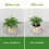 Piquet de Support de plante réglable pour plante d'intérieur-02 5