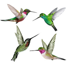 Antikollisions-Fensteraufkleber mit Kolibri-Motiv, 4 Stück, statisch haftend, verhindern Kollisionen mit Menschen und Vögeln, Wandaufkleber aus PVC
