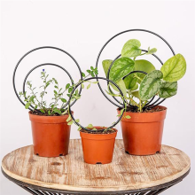 Y17A set van 3 ronde binnenplanten klimperen voor kamerplanten, metalen frames voor klimop, buitenpotplantenondersteuning.