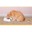 Smart Cat Feeder Bowl with Digital Display, Utilizing IR Induction for Seamless Feeding Experiences and Preventing Slips 5