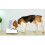 Smart Cat Feeder Bowl with Digital Display, Utilizing IR Induction for Seamless Feeding Experiences and Preventing Slips 4