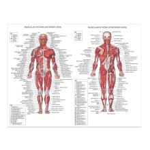 Tableau d'anatomie musculaire pour la décoration intérieure, points du corps détaillés, durable et lisible, parfait pour les environnements