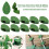 Green Harmony, 50 Κομψά Κλιπ Στήριξης Αναρριχώμενων Φυτών σε Σχήμα Φύλλου, Το Μυστικό σας 2