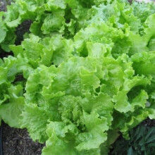 Black Head of Series Melts Lettuce Leaf 100-100 Semi-Loose Heirloom Crisp Variety for Home Gardens