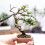 Bonsai Training Wire 1mm Anodized Aluminum Corrosion Resistant Brown 2 Pack 5