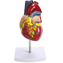 Anatomical Heart Model Life-Size 1:1 Scale Removable Components 34 Labels Educational Study Tool