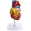 Anatomical Heart Model Life-Size 1:1 Scale Removable Components 34 Labels Educational Study Tool 1