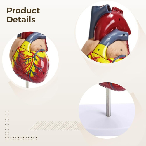 Anatomical Heart Model Life-Size 1:1 Scale Removable Components 34 Labels Educational Study Tool 2