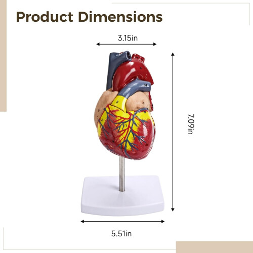 Anatomical Heart Model Life-Size 1:1 Scale Removable Components 34 Labels Educational Study Tool 1