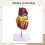 Anatomical Heart Model Life-Size 1:1 Scale Removable Components 34 Labels Educational Study Tool 5