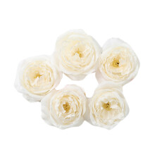 Fiori artificiali "Real Touch", boccioli di seta color champagne per decorazioni fai da te e composizioni floreali artificiali.