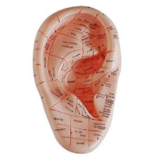 English Version Ear Acupuncture Earpins Model Model Auricular Application Model Ear Acupuncture Poin