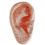 English Version Ear Acupuncture Earpins Model Model Auricular Application Model Ear Acupuncture Poin 1