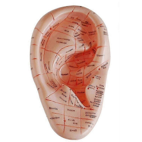 English Version Ear Acupuncture Earpins Model Model Auricular Application Model Ear Acupuncture Poin