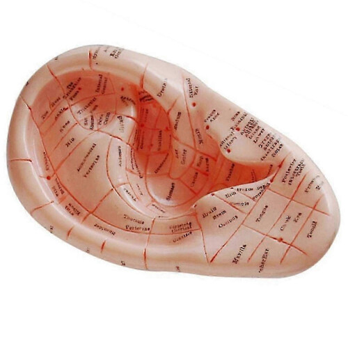 English Version Ear Acupuncture Earpins Model Model Auricular Application Model Ear Acupuncture Poin 1