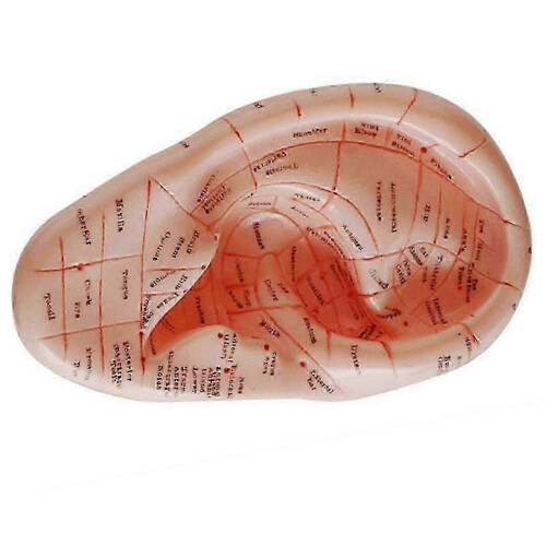 English Version Ear Acupuncture Earpins Model Model Auricular Application Model Ear Acupuncture Poin 2