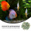 1 Pack Natuurlijke Kwarts Vis Aquarium Versiering Steen Decor 7