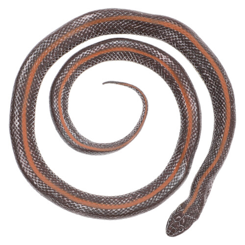 5pcs Simulated Snake Prop Realistic Figurine Model 1