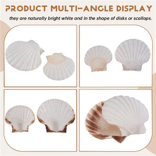 15 PeçAs Natural Sea Shell  Branco, Conchas de Vieira de 4-4,7 Polegadas para Artesanato DIY, Servir Comida, Assar e Mais