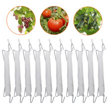 Seedless Red Grape Vine Plant Live, Sweet And Flavorful Fruit For Home Gardeners, Early Ripening Hardy Variety Ideal For Backyard Cultivation