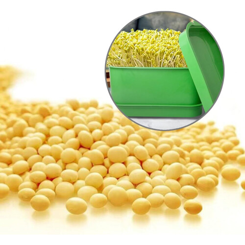 Microgreens Growing Tray Kit for Kitchen Countertop Wheatgrass and Bean Sprouting 2