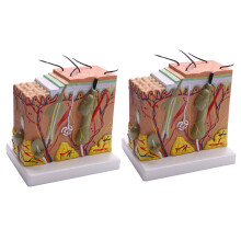 2X, 50X Skin and Hair Structure Enlarge Anatomical Model Anatomy for Science Classroom Study Display Teaching Model