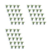 Suporte de Planta de Ar de 60 Peças, Suporte de Planta de Vaso de Planta Tillandsia Suporte de Planta de Ar com Ventosa para Pendurar (Plantas NãO