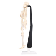 42cm abnehmbares menschliches Skelettmodell aus PVC Lehrskelett für Bildungszwecke