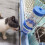 Pet Paradise, Δεν είναι εύκολο να ξεχειλίσει το μπουκάλι πόσιμου νερού για μικρά 4