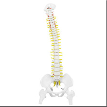 Modèle anatomique de la colonne vertébrale humaine, caractéristiques anatomiques détaillées avec moelle épinière flexible, idéal pour