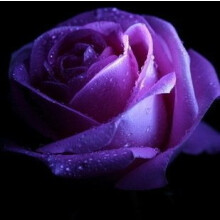 Rainbow Rose Flower Seeds, 20 Varieties Colorful Mixed Roses for Home and Garden Planting