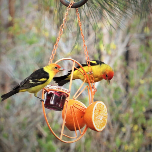 Feathered Friends Haven, Ταΐστρα φρούτων με μοναδικό σχεδιασμό κίτρινων λουλουδιών για δώρο 2