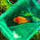 Indispensable pour aquarium : épuisette robuste à long manche pour des transferts précis 3