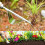 Dandelion Weed Puller, High-Strength Stainless Steel Weeder Tool with Ergonomic Design - Space-Saving Storage for Indispensable Weed Extractor 5