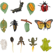 Fasi di vita realistiche, strumento educativo, collezione variegata di farfalle, compagno confortante per il gioco creativo, ornamenti per terrario e