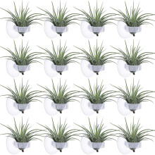 36 Pcs Air Plant Stand,Pot Tillandsia Air Plant Holder with Suction Cup,for Plants Hanging Glass(Plants Not Included)