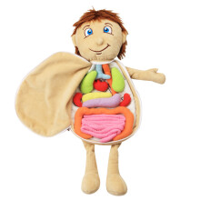 Human Body Anatomy Toy For Kids
