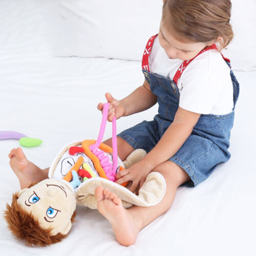 -Cabeça De Anatomia Com Órgãos De Pelúcia Para Crianças 1