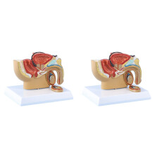 2X Vejiga de Próstata Testicular de Sección Sagital Pélvica Masculina 1:2 Modelo de System Urinario Rectal