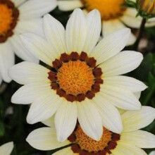 Gazania Seeds White Kiss Variety, Drill Resistant, Annual Flower Seeds, 30 Seeds Per Pack