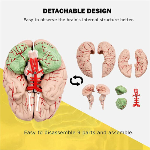 2X Human Brain,Life Size Human Brain Anatomy Model with Display Base, for Science Classroom Study & Teaching Display B 2