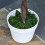 Outsunny Outsunny 90cm Artificial Rose Tree, Fake Decorative Plant, White 9