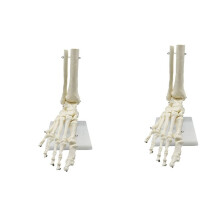 2X 1:1 Menschliches Skelett Fußanatomiemodell Fuß und Sprunggelenk mit Schaft Anatomisches Modell Anatomie Lehrmittel