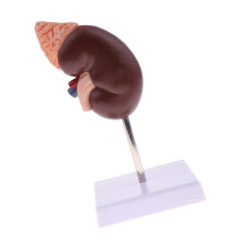 Menschliches Nieren-Function-Zonenmodell mit klaren Beschriftungen – 24 Teile