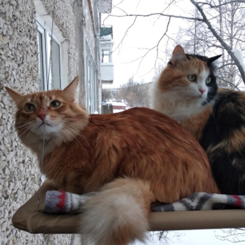 Σουίτα Ρετιρέ Cat's, Κρεβάτι Γάτας που Εξοικονομεί Χώρο με Ανοξείδωτο Σκοινί, 2