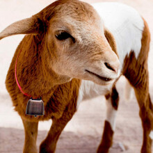 32 STKS Koe Paard Schapen Grazen Koperen Bells Kleine Messing Bells