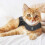 2 PCS Classic Cat Anxiety Jacket 3