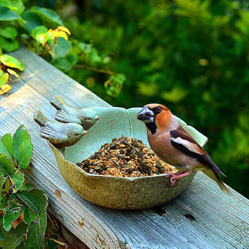 Μπολ μπάνιου πουλιών Nature Feeling, κεραμικός τροφοδότης πουλιών για εύκολο καθάρισμα 2