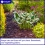 Silent Roar Lion Manure - Cat Repellant 2
